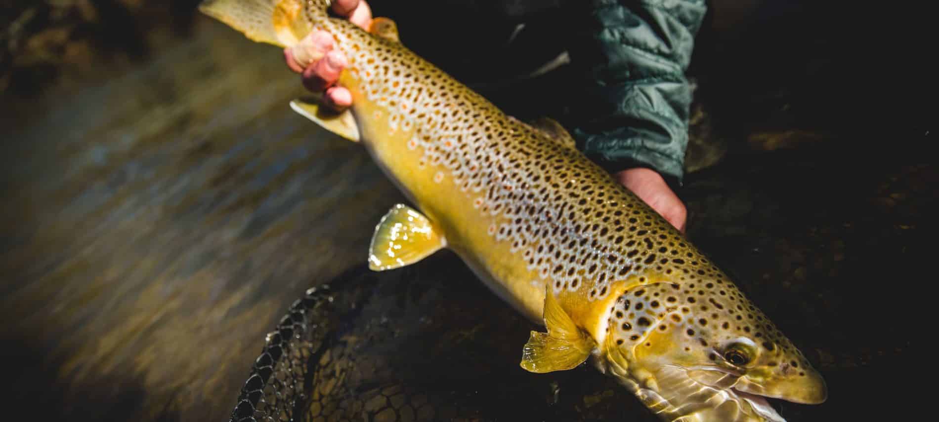 Hands holding a large trout, brownish with dark spots. Water and net visible.