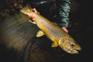 A large brown trout.