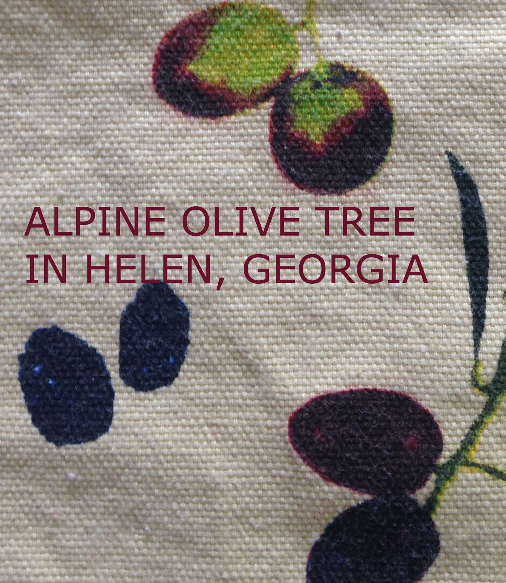 North Alpine Olive Tree