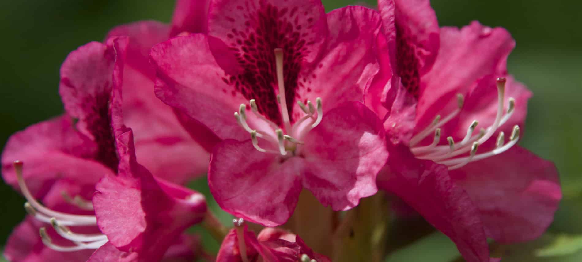 A very close-up photo of a bright fuschia-colored rhododendron. Courtesy of Hamigaon Gardens