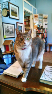 A gray and white cat perched on a table in a bookstore. The walls are a calming light blue and are decorated with framed photos.