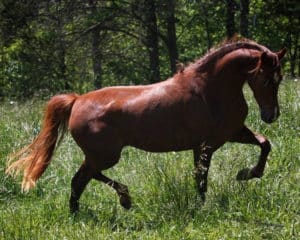 A beautiful brown horse trotting in a field of green grass.