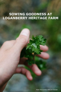 A HAND HOLDING A SRPIG OF FRESH PARSLEY WITH TITLE:" GROWING GOODNESS AT LOGANBERRY HERITAGE FARM."