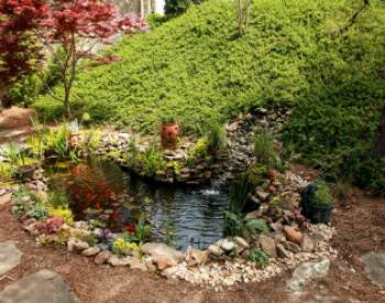 Hill full of Green ivey coming down and ending at the koi pond with Red flowers and greenery around it. 