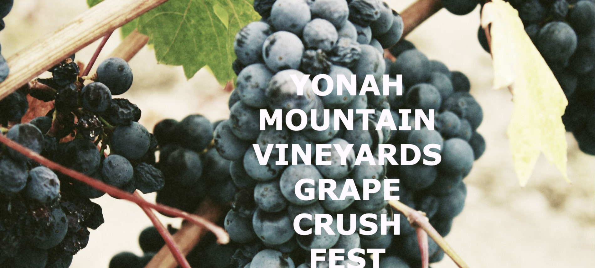 Close-Up photo of purple grapes with Wine Fest Title. Yonah mountain vineyards grape crush fest